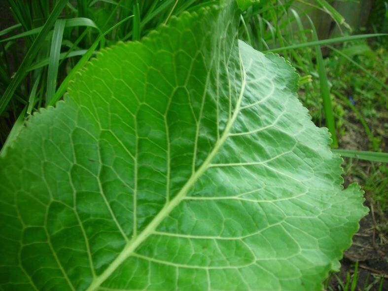 mierikswortel voor cervicale osteochondrose